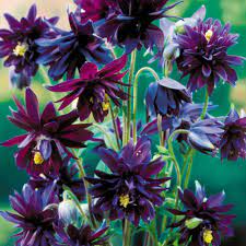Pin On Garden Ideas
