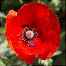 Corn Poppy Seeds Red Poppy Papaver Rhoeas Papaver Bloemen