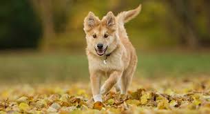 Kessel run is a small hobby breeder of icelandic sheepdogs located near grand rapids michigan, committed to providing, quality akc icelandic sheepdog puppies to west michigan and beyond! Icelandic Sheepdog The Adorable Little Herding Dog