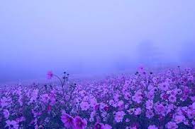 It S That Girl Again Pretty Plants Spring Aesthetic Flower Field