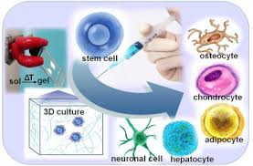 Women and /or youth associations, traditional healers, local authorities, religious & opinion leaders •formal and informal communication Injectable Thermogel For 3d Culture Of Stem Cells Sciencedirect