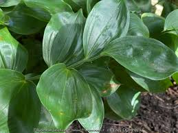 Image result for Stolzia williamsonii