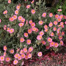 Image result for Rhaptopetalum roseum