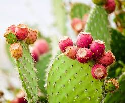 Cactus nopales served alongside aloe vera and lemon smoothies. A Succulent Serving Cooking With Nopales Colorful Plates