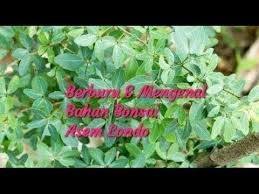 Mengenal Berburu Bahan Bonsai Asem Londo Youtube