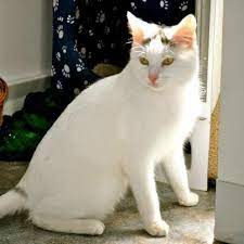 Hello My Name Is Mick And I Currently Reside At The Lakes Region Humane Society I Am Approximately 3 Years Old An Homeless Pets Animal Shelter Humane Society