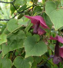 Image result for Rhodochiton atrosanguineum