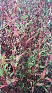 Image result for Persicaria hystricula