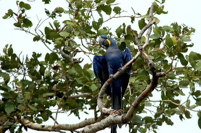 Arara-azul: descubra os tr&ecirc;s grupos geneticamente distintos da ave s&iacute;mbolo do Brasil | National Geographic | National Geographic