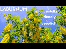 Image result for Laburnum