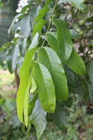 Image result for Aphanamixis