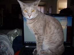 Any cat owner will tell you: Why Do Cats Like Standing On Keyboards So Much Quora