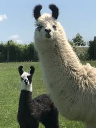 Family Animals Beautiful Animals Friends Cute Animals