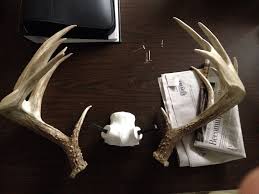Necessary tools to mount your deer antlers. Mounting Shed Antler Question Welcome To The Taxidermy Net Forum And Community