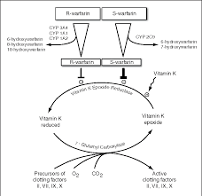 Stereospecific metabolism of r and s warfarin by human. Figure 1 From Warfarin Pharmacogenomics Semantic Scholar