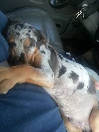 Army at four months, at the black river falls dog park last week. Meet Loki My 6 Week Old Catahoula Puppy Album On Imgur