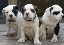 Playing with puppies/pets is a great hobby to relex, when you free from other works. Learn About The American Bulldog Dog Breed From A Trusted Veterinarian