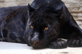 Последние твиты от black leopards fc (@lidodaduvha). Black Leopard In Sri Lanka Belived To Be Extint Re Emerged