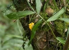 Image result for Raphidiocystis