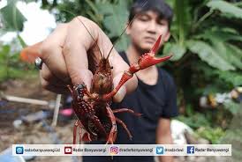 Penggunaan elektrik yang sedikit sahaja. Lobster Air Tawar Besar