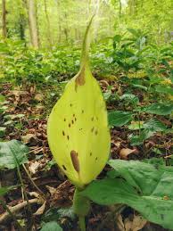 Image result for Stylochaeton puberulus