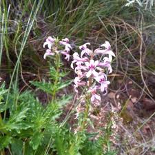 Image result for Cyphia