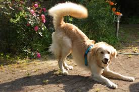 Body Language Of Dogs Wikipedia