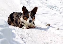 Our akc breeder of merit puppies: Hagaren Cardigan Welsh Corgis