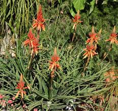 Image result for Aloe inyangensis