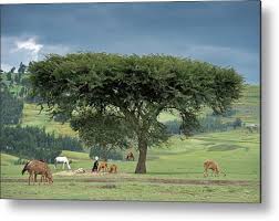 Image result for Acacia abyssinica