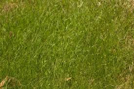 Image result for Eriochloa procera
