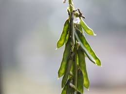 Image result for Asystasia mysorensis