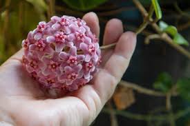 Image result for hoya plant flower