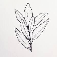 Black And White Plants Drawing Sage Black And White Pen Drawing Herbs Illustration Botanical Illustration Black And White Herb Tattoo