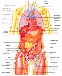 body organ location picture body organ location picture