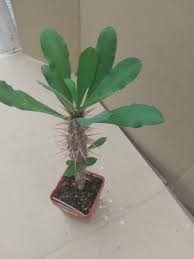 Image result for Euphorbia didiereoides