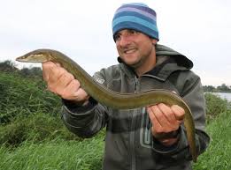 Wasserschnecken aller art, muscheln etc.). Angeln Auf Aal Am Nord Ostsee Kanal Anglerboard Forum Mit Den Besten Tipps Zum Angeln