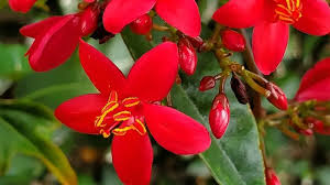 Image result for Jatropha campestris