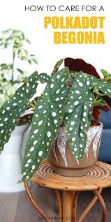 Begonia Maculata How To Care For A Polkadot Plant Begonia Maculata Begonia Plants