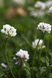Pin On Plantas Hermosas