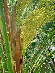 Image result for Phoenix roebelenii