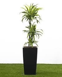 ✅ free next day delivery over £75. House Plants Home Of Indoor And Office Plants Delivered Across The Uk House Of Plants