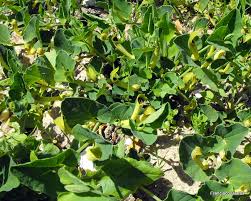 Image result for Aristolochia zenkeri