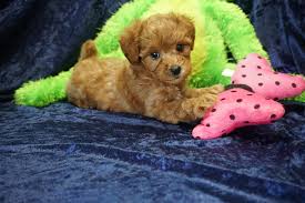 March 26, 2019 by tom mattinson 15 comments. We Are Proud To Announce Our 2018 Litter Of Mini Labradoodle Pups Tlc Puppy Love