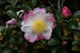 Camellia Hana Jiman Flora Garden Pink And White Flowers Green Flowers