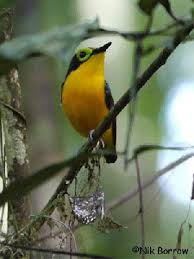Black Bird With Bright Yellow Belly Batis Carunculado Ventrigualdo Yellow Bellied Wattle Eye Gelbbauch Lappenschnapper Pririt A Ventre Dore Animals Birds Bird Feathers