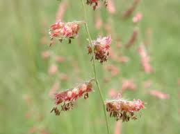 Image result for Melinis repens