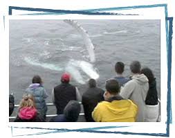 Brier Island Whale Watch | Nova Scotia | Canada | Whale Watching Tours In Brier  Island, Nova Scotia