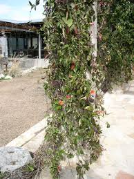 Image result for Bignonia capreolata