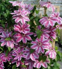 Clematis vines need a trellis or other support on which to grow. Live Plant Clematis Nelly Moser Starter Plant Caribbeangardenseed